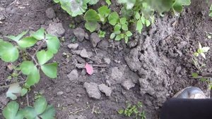 Уход и подкормка пеларгонии (герани) после высадки на клумбу