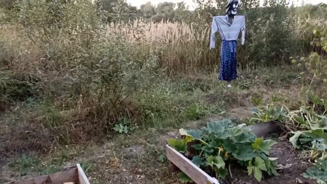 Урожай под угрозой заморозков