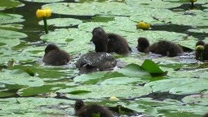 Утята хохлатой чернети среди кубышек в Павловском парке.