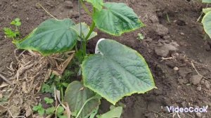 Печали и радости #огород #люцерна #гербициды