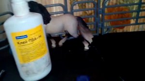 Как сделать ушки для лошади своими руками