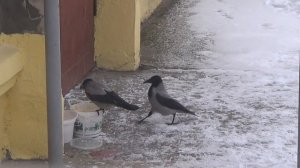 Хитрые вороны.Что едят птицы зимой.