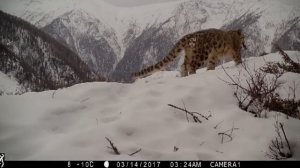 Видео снежных барсов, играющих с ремешком от камеры