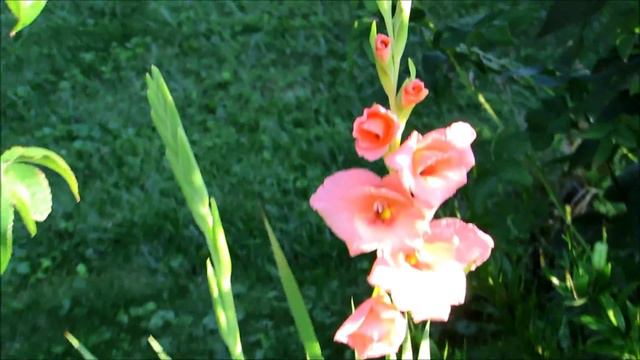 ✿#VEDA 17 Updated flower garden tour hostas,hydrangea,rose of sharon and hibiscus 8/17/2015✿ смотреть онлайн