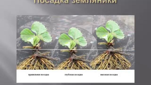 Выращивание земляники