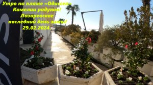 Последний день зимы! Камелии цветут на Одиссее, Лазаревское 29.02.2024.🌴ЛАЗАРЕВСКОЕ СЕГОДНЯ🌴СОЧИ.