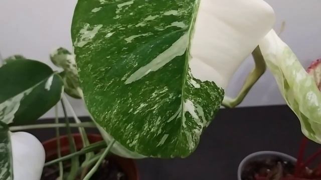 КОМНАТНЫЙ ЦВЕТНИК. ОБЗОР КОМНАТНЫХ РАСТЕНИЙ - ЦВЕТУЩИЕ И С КРАСИВЫМИ ЛИСТЬЯМИ