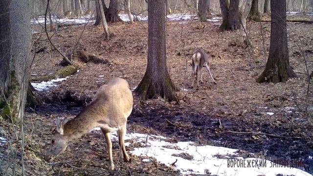 Олени радуются первой зелени. Воронежский заповедник смотреть онлайн