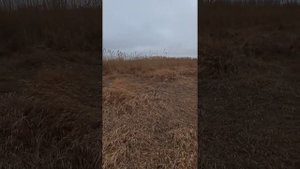 Охота на шакала с Гончими