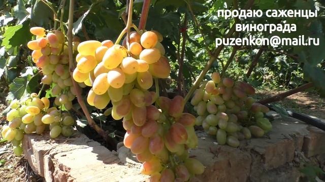 Виноград Виктор - ранний крупноплодный виноград на участке Пузенко Натальи Лариасовны смотреть онлайн