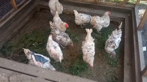 как Глистогонить кур и что делать дальше. #курица #глисты  #иммунитет #куры #яйца #витамины