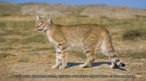 Кошка делает массаж лапками: что это значит