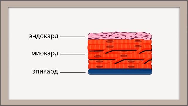 Анатомия сердца. Общие сведения.