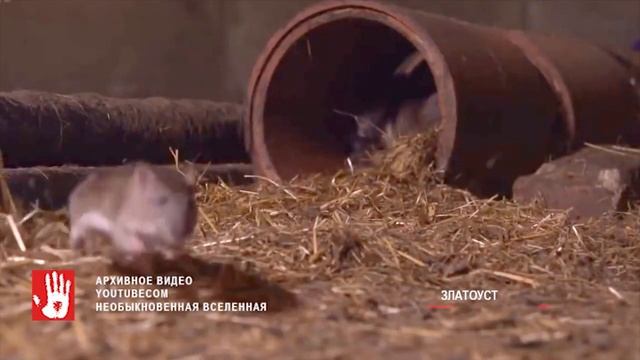 В Златоусте ребенка крыса укусила за палец смотреть онлайн