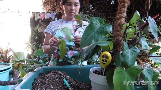 Planting with Jewelyn: New & Old babies | July 2020 | ILOVEJEWELYN смотреть онлайн