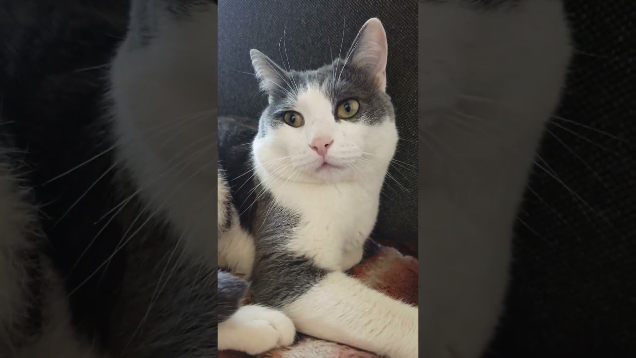 Пора покушать. #кот #cat #мурзик #котик #лайк #юмор #питомец #прикол #котики смотреть онлайн