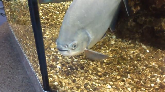 Экзотические рыбы смотреть онлайн