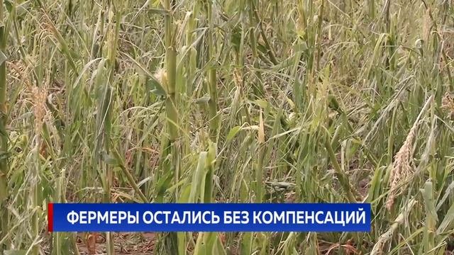Фермеры остались без компенсаций