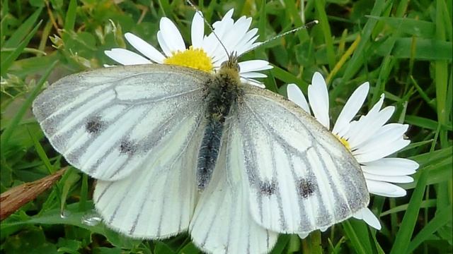 BIRDS,BUGS,BEES AND BUTTERFLIES MACRO PHOTOS LUMIX TZ8 смотреть онлайн