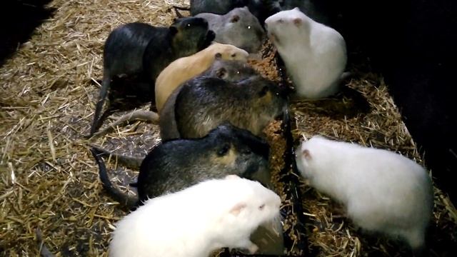 В каком возрасте лучше забить нутрию на мясо? смотреть онлайн