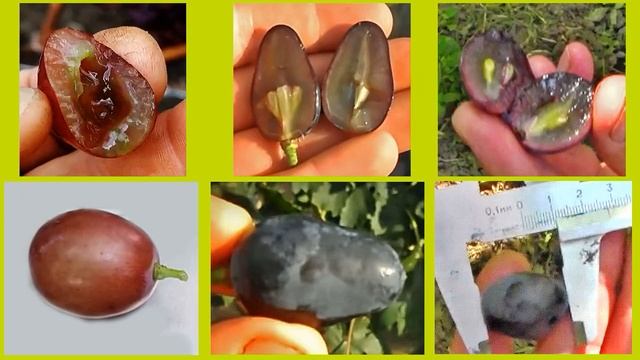 @Какой виноград посадить в 2020, Альянс, Атос или Шараду UA смотреть онлайн