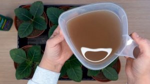 Выращивание глоксинии из семян. Часть 5. Полив и питание.