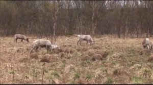 Сто мест: Животные Норвегии