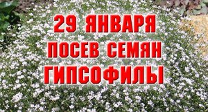 29 января. Посев гипсофилы