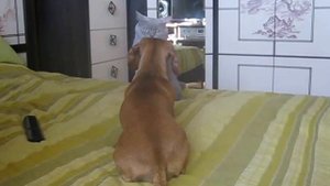 Такса и кот: когда хочется внимания