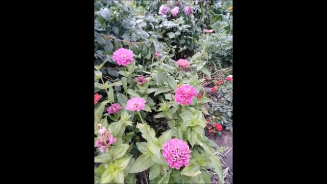 ОДНОЛЕТНИЕ НЕПРИХОТЛИВЫЕ ЦВЕТЫ. смотреть онлайн