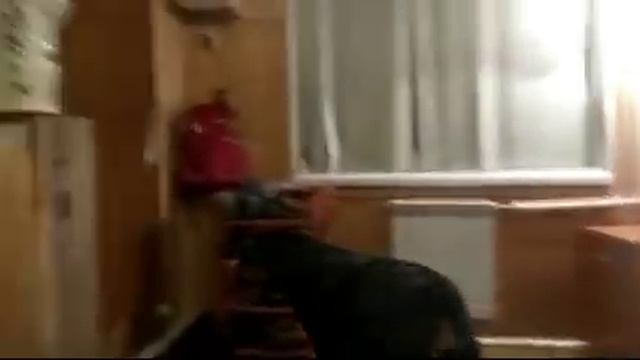 Про ротвейлера Пуську в прямом эфире.Воспитание и дрессировка собаки смотреть онлайн