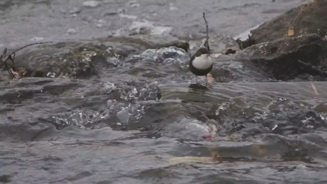GJ3A4042 оляпка Московская обл Подольск смотреть онлайн