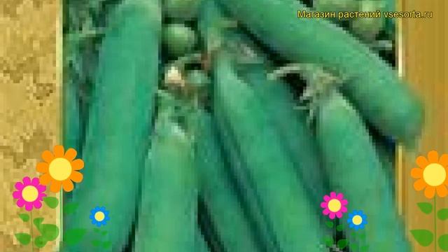 Горох Орегон (Горох Oregon). Краткий обзор, описание характеристик, где купить семена Oregon смотреть онлайн