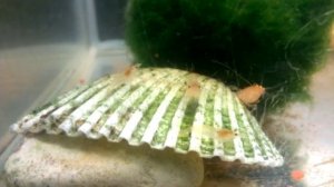 Neocaridina Heteropoda var. Orange , Оранжевая креветка