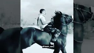 Арабский скакун нашид