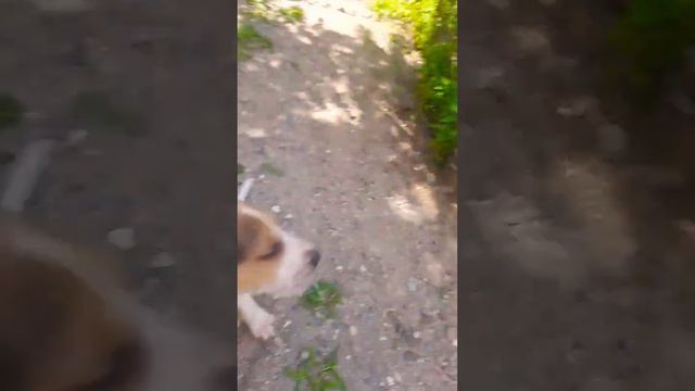 у меня появилась собачка 🐶🥰💘