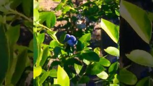 Голубика Эрлиблю