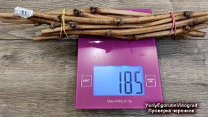 ? Как ХРАНИТЬ ЧЕРЕНКИ ВИНОГРАДА зимой. Обязательно сделайте ЭТО с черенками в середине зимы!