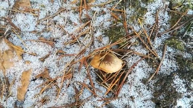 Морозное утро в лесу и всё-таки грибы... смотреть онлайн