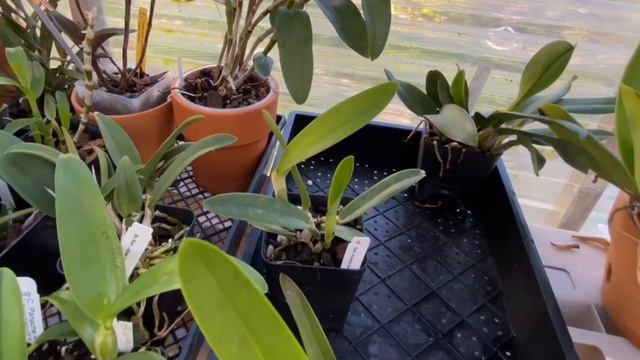 Cattleya maxima #carecollab April 2021 смотреть онлайн