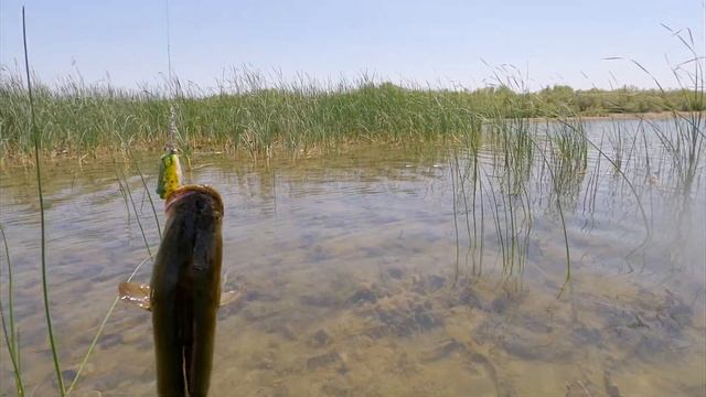 Экспедиция в систему Арнасайских озер , ловля змееголова на живца и на спининг . смотреть онлайн