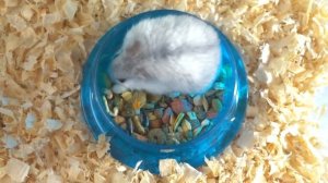 У КУКИ НОВЫЙ ДРУГ!!?