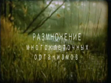 Размножение многоклеточных организмов