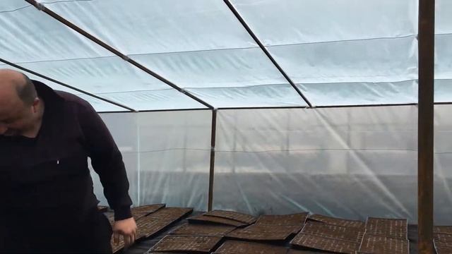 Как получить ранний урожай арбузов.Посев овощей и бахчевых в теплицах.