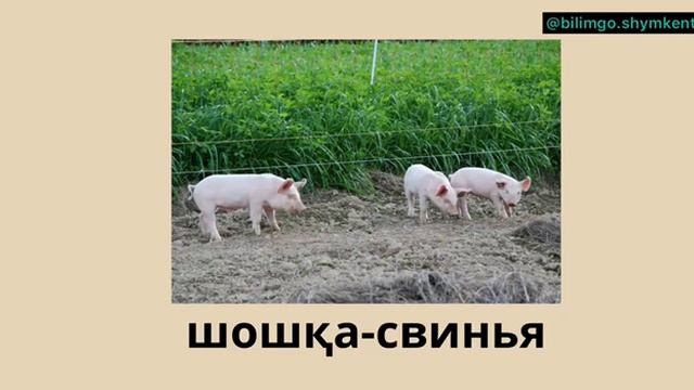 Домашние животные| русский язык с нуля|   Орыс тілінде үй жануарларын айтып үйрену