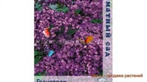 Гелиотроп обыкновенная Одиссей (odissey) ? Одиссей обзор: как сажать, семена гелиотропа Одиссей