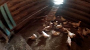 Жизнь в деревне .Домашний скот : Куры ,Козы,Кролики.Часть 1