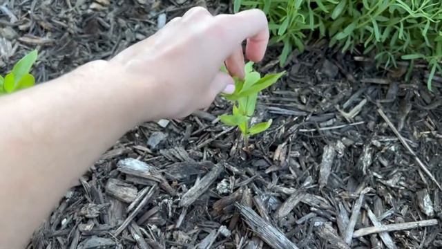 Pinching Zinnia Seedlings🌿 Snapdragons Update - Crochet, Garden, Repeat смотреть онлайн