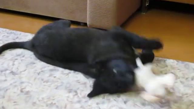 Бездомный щенок ищет хозяина! смотреть онлайн