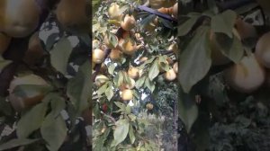 Плуот Флавор квин. Обзор.диплоидной сливы.